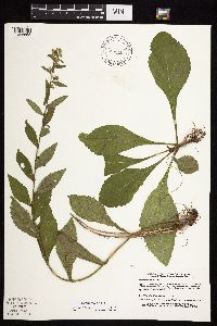Solidago sciaphila image