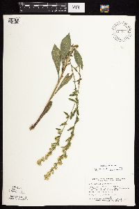 Solidago sciaphila image