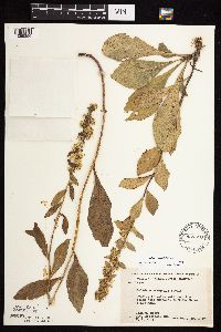 Solidago sciaphila image