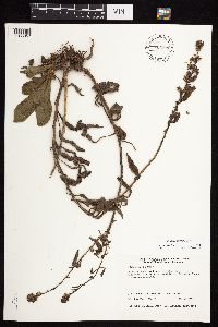 Solidago sciaphila image