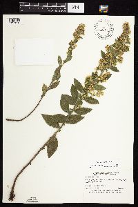 Solidago sciaphila image