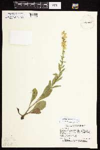 Solidago sciaphila image