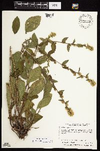 Solidago sciaphila image