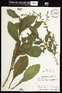 Solidago sciaphila image
