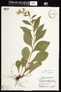 Solidago sciaphila image