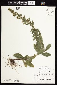 Solidago sciaphila image