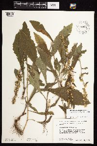 Solidago sciaphila image