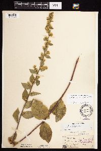 Solidago sciaphila image