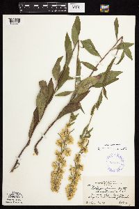Solidago sciaphila image