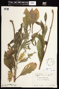 Solidago sciaphila image