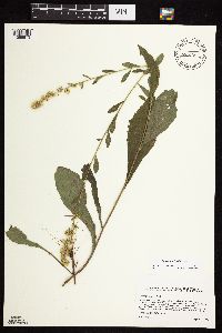Solidago sciaphila image
