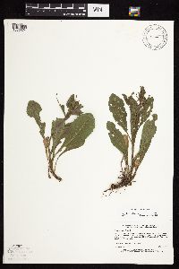 Solidago sciaphila image