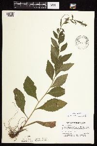 Solidago sciaphila image