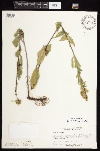 Solidago sciaphila image