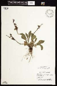 Solidago sciaphila image