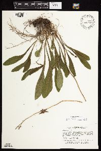 Solidago sciaphila image