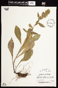 Solidago sciaphila image