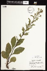 Solidago sciaphila image