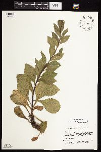 Solidago sciaphila image
