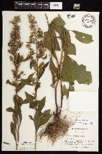 Solidago sciaphila image