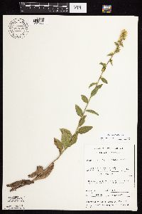 Solidago sciaphila image