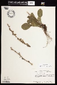 Solidago sciaphila image