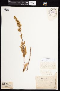 Solidago sciaphila image