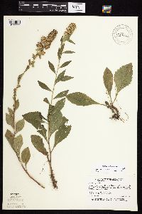 Solidago sciaphila image