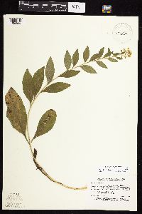 Solidago sciaphila image