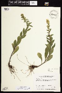 Solidago sciaphila image