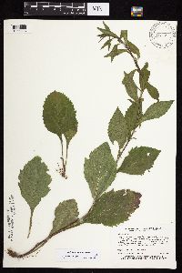 Solidago sciaphila image