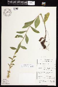 Solidago sciaphila image