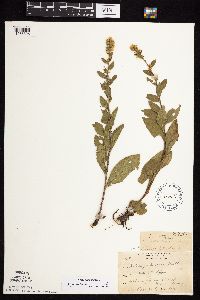 Solidago sciaphila image