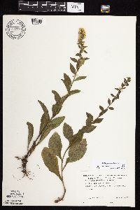 Solidago sciaphila image
