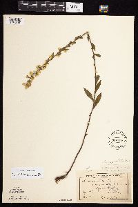 Solidago sciaphila image