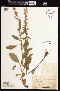 Solidago sciaphila image