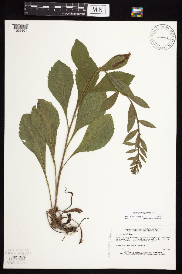 Solidago sciaphila image