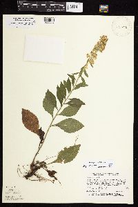 Solidago sciaphila image