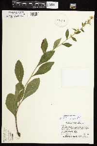 Solidago sciaphila image
