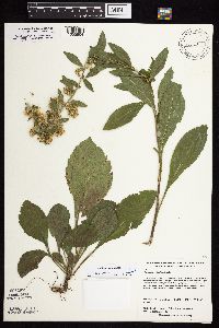 Solidago sciaphila image