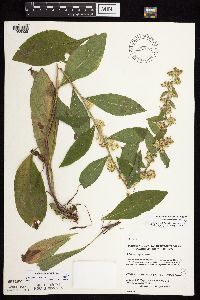 Solidago sciaphila image