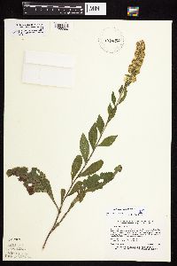 Solidago sciaphila image