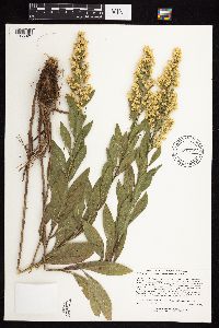 Solidago rigidiuscula image
