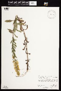 Solidago rigidiuscula image