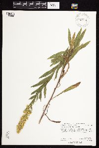 Solidago rigidiuscula image