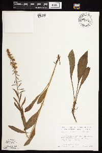 Solidago rigidiuscula image