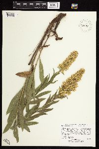 Solidago rigidiuscula image