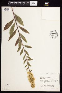 Solidago rigidiuscula image