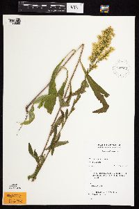 Media resource of Solidago uliginosa