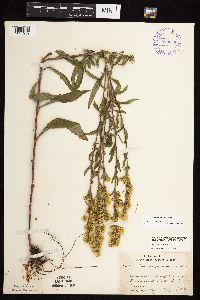 thumbnail image of current specimen